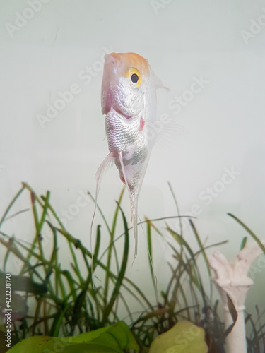 Trichogaster trichopterus fish in a aquarium Nature background photo