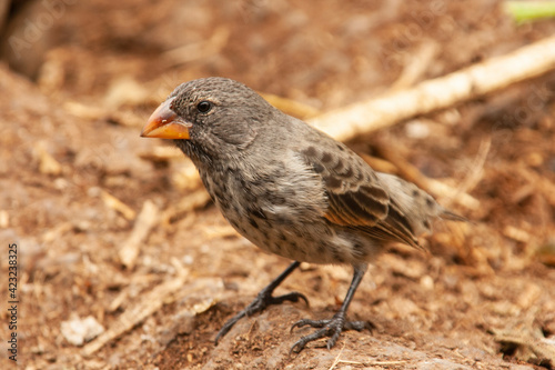 Medium Ground Finch
