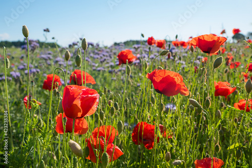 colorful flower field with red poppies and phacelia blossoms