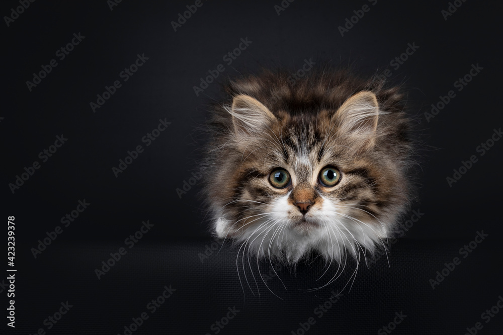 Cute black tabby with white Siberian cat kitten, laying down with head down over edge. Looking towards camera. Isolated on black backgrond.