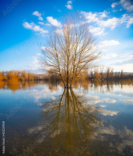 Tree by the water at winter...
