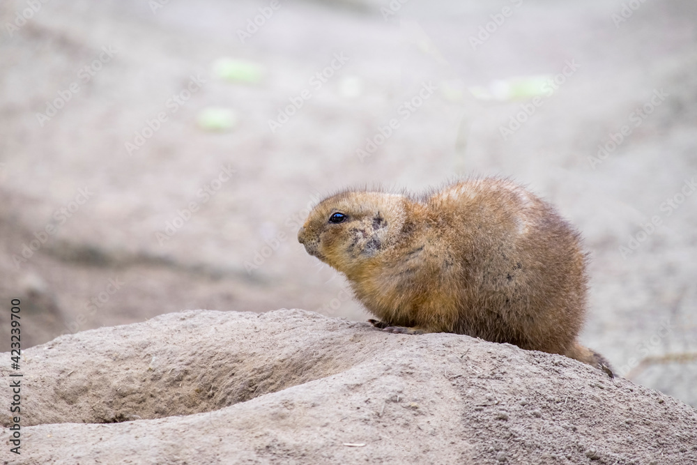 Schwarzschwanz-Präriehund (Cynomys ludovicianus) Schwarzschwanz-Präriehund (Cynomys ludovicianus)