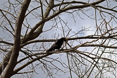 Aaskrähe (Corvus corone) mit Nistmaterial