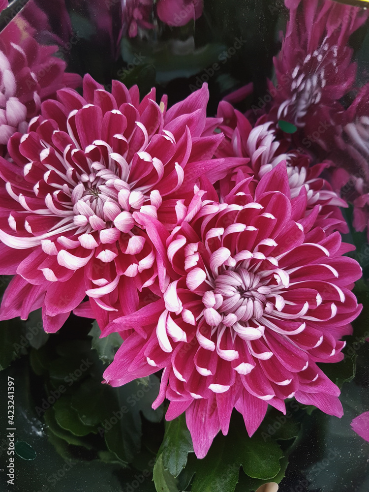 Beautiful chrysanthemum flowers outdoors Chrysanthemums in the garden