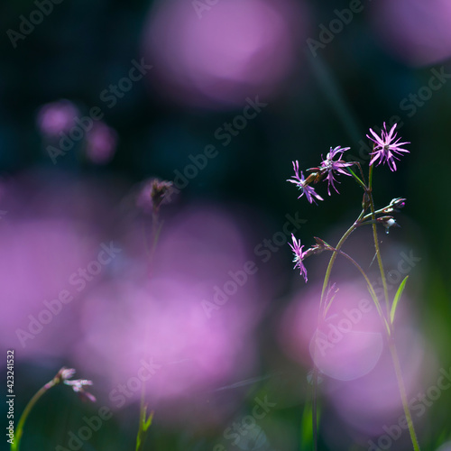 Wildflower meadow, Spring Time, Liendo, Cantabria, Spain, Europe
