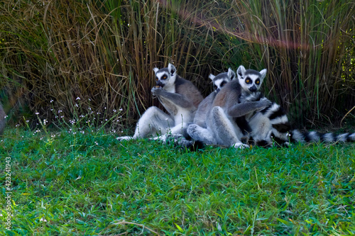 Fototapeta Naklejka Na Ścianę i Meble -   cute gray ring lemurs with striped tails sitting in grass close-up and playing. Lemurs in wildlife