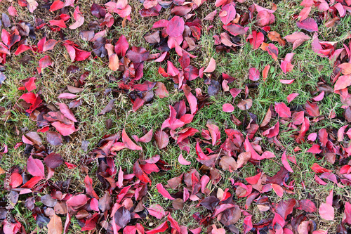 Fallen Leaves on a Lawn