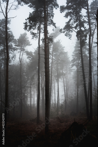 Fog in the forest