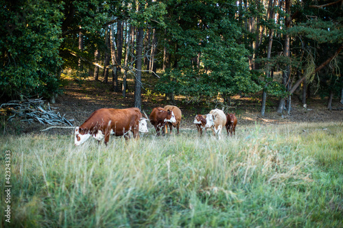 Rinderherde vor einem Wald