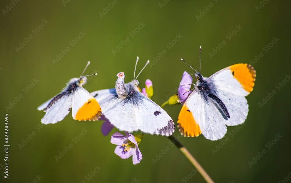Male and female orange tip butterflies mating on cuckoo flower Male and female orange tip butterflies mating on cuckoo flower