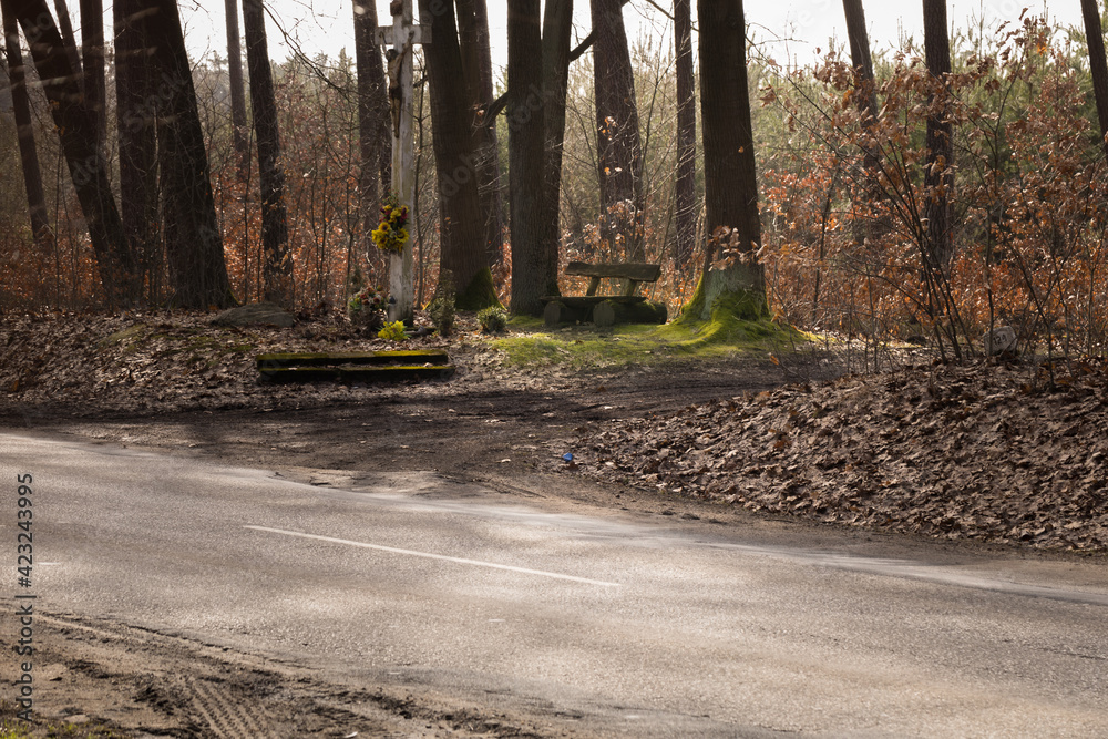 Naklejka premium path in the forest