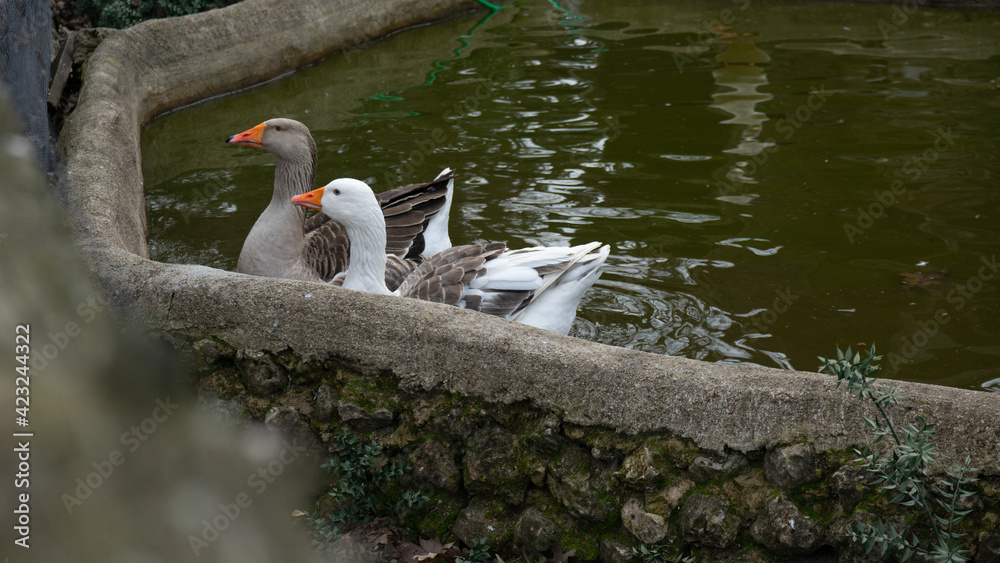 Obraz premium Domestic geese swim in an artificial pond, farming