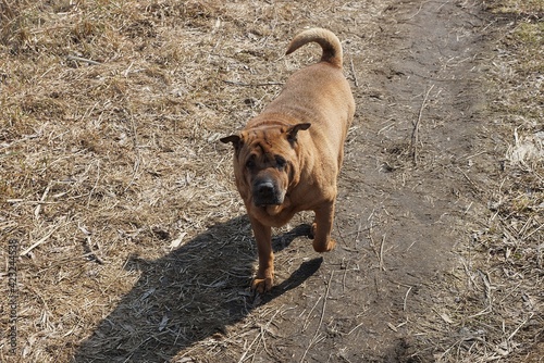 One large brown Shar Pei dog stands outside on gray ground and dry grass