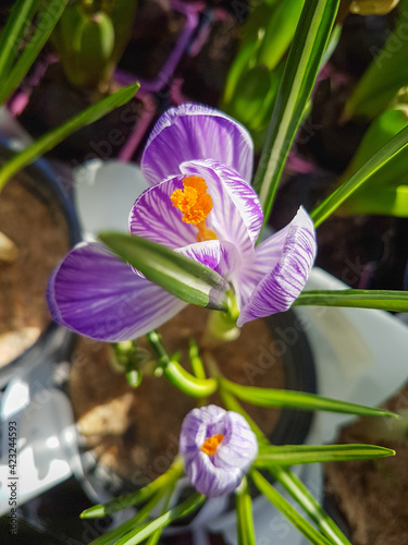 Beautiful Сrocus flower in the greenhouse close-up Crocoideae plant photo