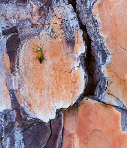 The blister beetles. CANTÁRIDA (Lytta vesicatoria), Insectos, Artropodos, Coleoptero, Fauna, PINO PIÑONERO - Stone pine (Pinus pinea), Toledo, Castilla - La Mancha, Spain, Europe