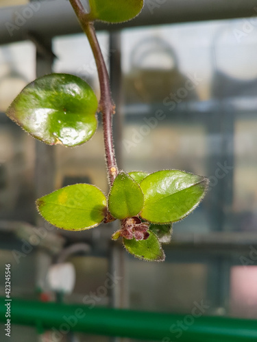 Home plants growing in the ...