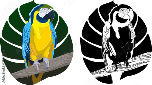Vector illustration of a macaw in color and black and white