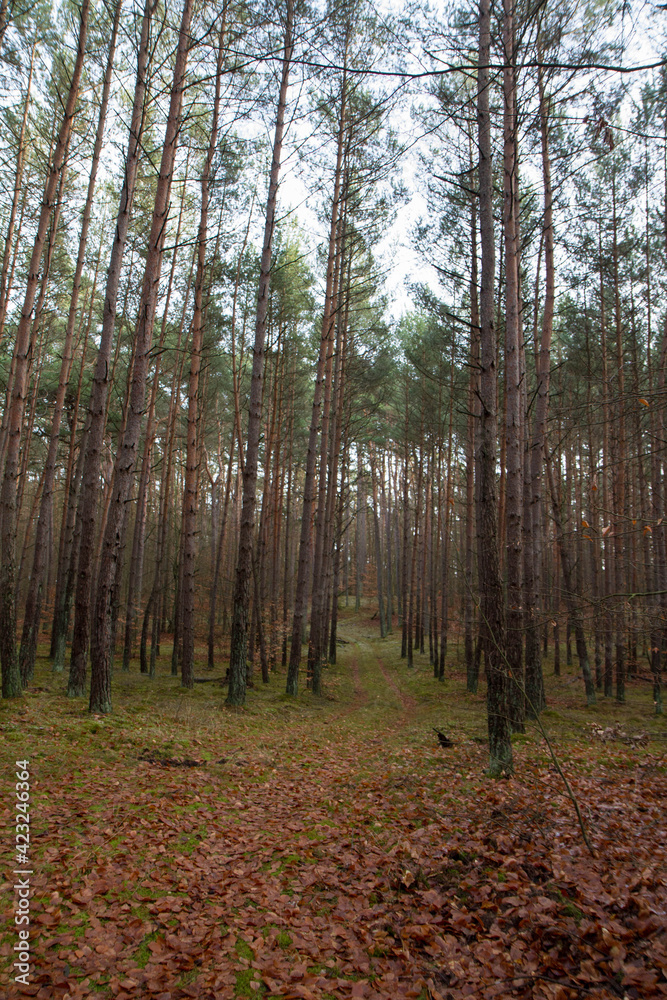 Forest landscape: Pine forest in winter
Forest landscape: Pine forest in winter