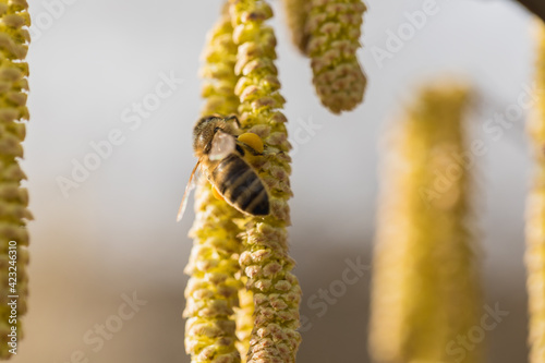 flowering hazelnut tree and bee collecting pollen