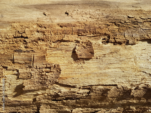 Old vintage rustic aged ant...