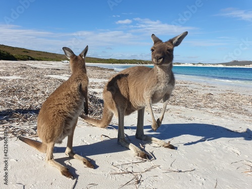 Kangaroo am Traumstand 