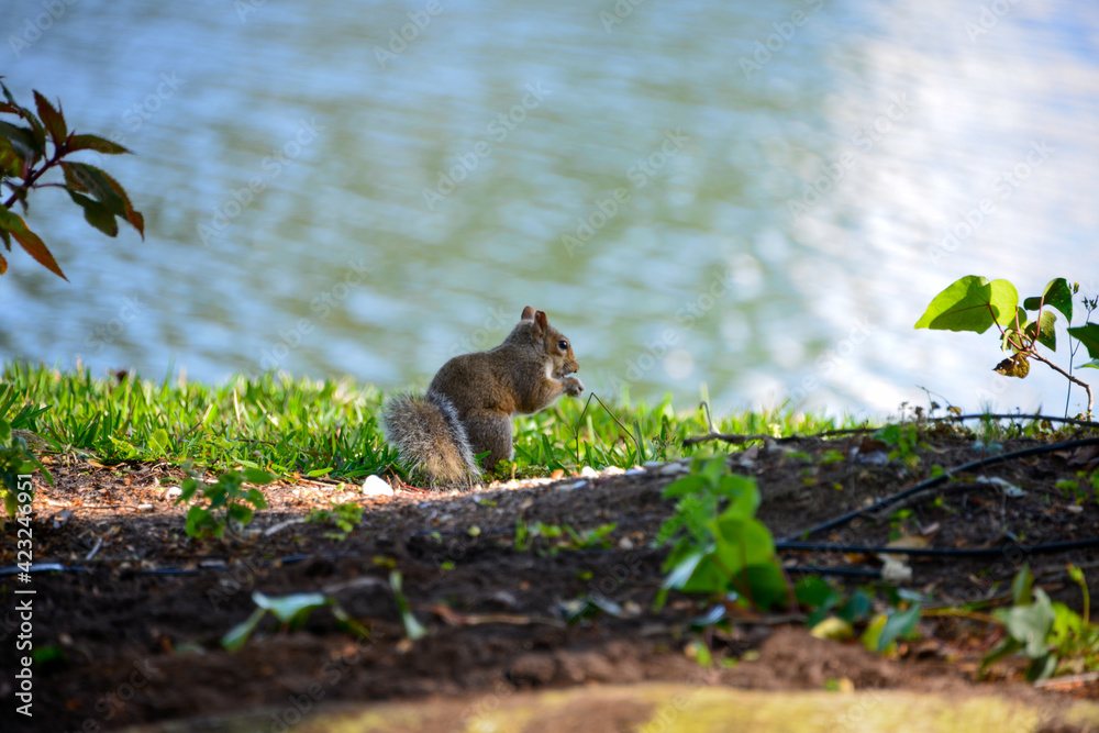 Young Eastern gray squirrel forage in the sunshine on the lakeshore