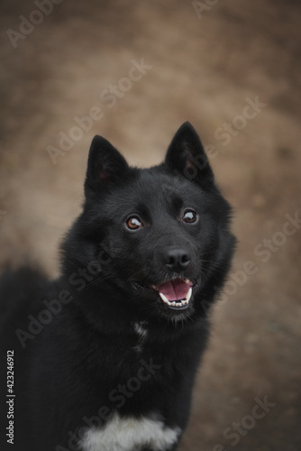 Black dog in the park