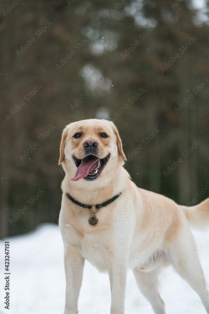 labrador dog in winter park
