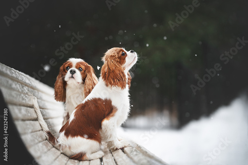 Εκτύπωση καμβά king charles spaniel dog puppies