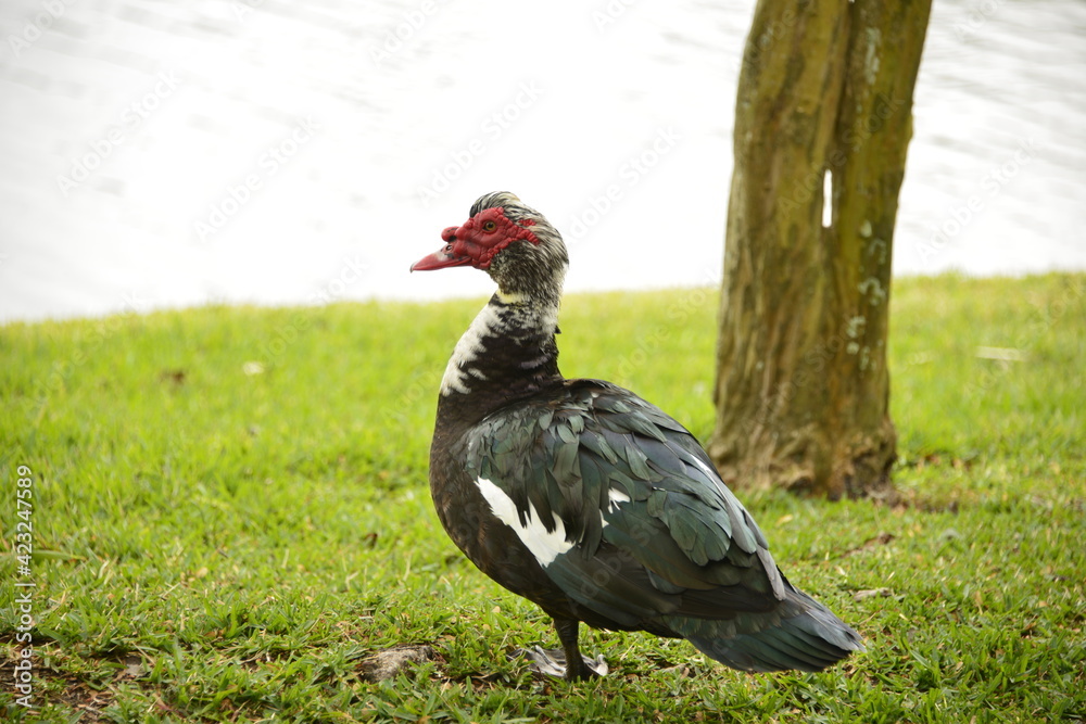 Large Muscovy drake stands in the sunshine Large Muscovy drake stands in the sunshine