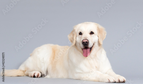 dog golden retriever on a gray background in the studio © Happy monkey