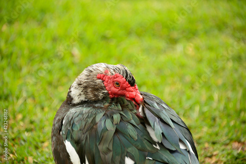 Isolated large muscovy drake preens his feathers