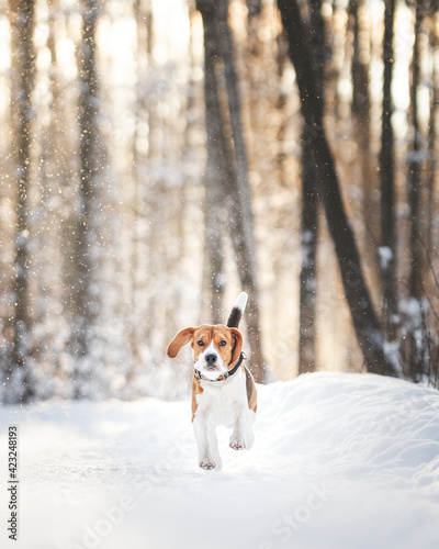 Fototapeta Naklejka Na Ścianę i Meble -  beagle dog in winter forest