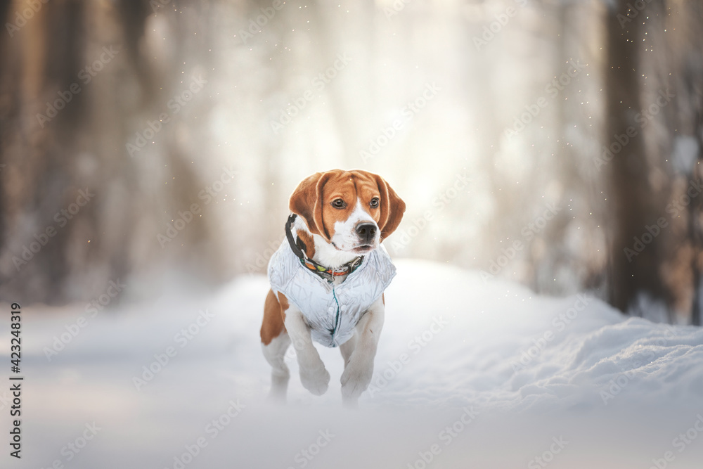 beagle dog in winter forest beagle dog in winter forest