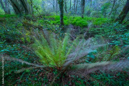 FERN - HELECHO, The Holy Road Lebaniego, Senda Fluvial del Nansa, Cantabria, Spain, Europe photo