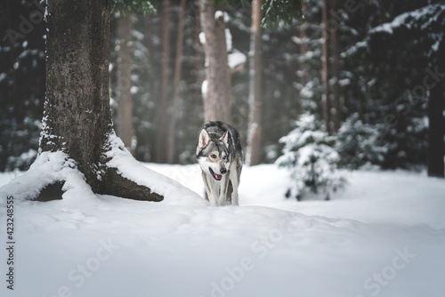 saarloos wolfdog in the forest photo