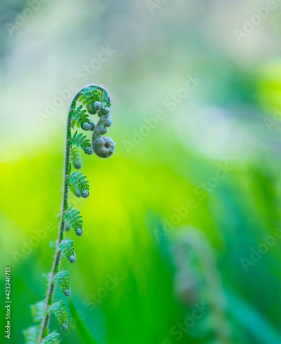 FERN - HELECHO, The Holy Road Lebaniego, Senda Fluvial del Nansa, Cantabria, Spain, Europe photo