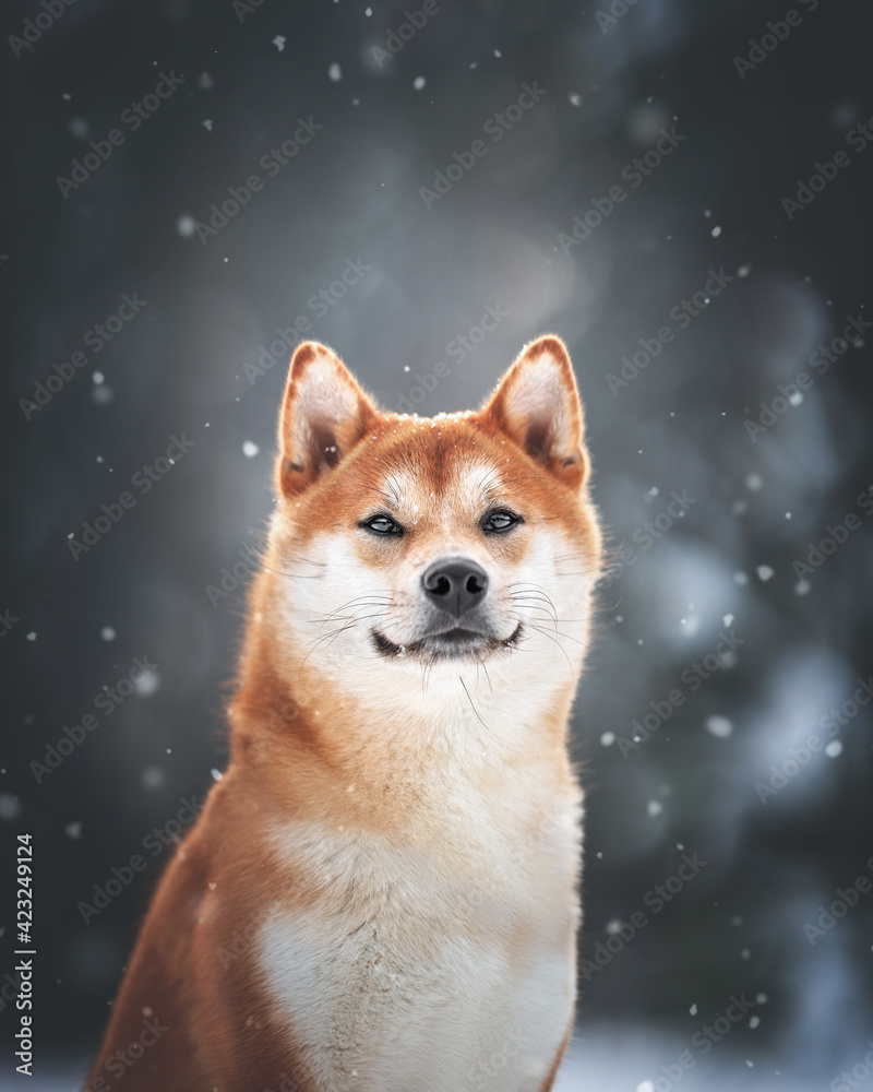 Obraz premium beautiful shiba inu dog in the park