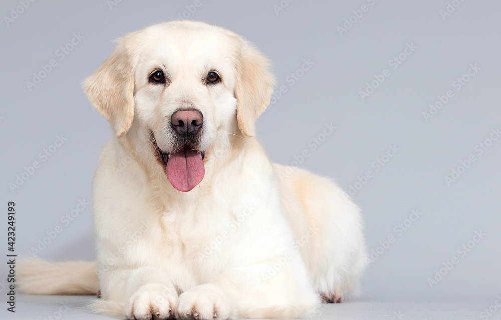 dog golden retriever on a gray background in the studio dog golden retriever on a gray background in the studio
