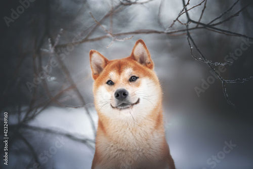 Fotografía beautiful shiba inu dog in the park