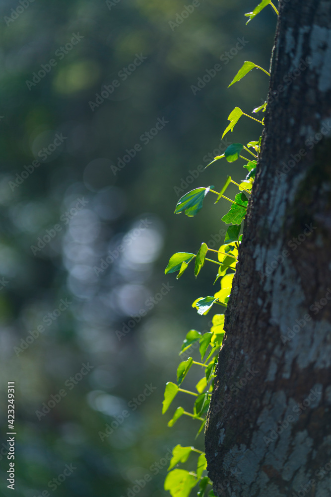 IVY - HIEDRA (Hedera helix), The Holy Road Lebaniego, Senda Fluvial del Nansa, Cantabria, Spain, Europe IVY - HIEDRA (Hedera helix), The Holy Road Lebaniego, Senda Fluvial del Nansa, Cantabria, Spain, Europe