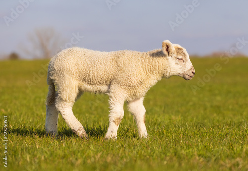 Young lamb in a field on a sunny spring day. Hertfordshire. UK