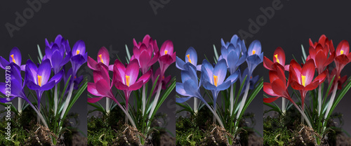 Panel kuchenny z motywem colorful crocuses on a dark background