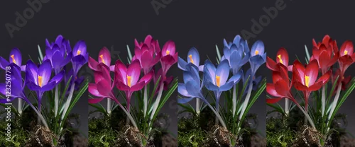 Panel kuchenny z motywem colorful crocuses on a dark background