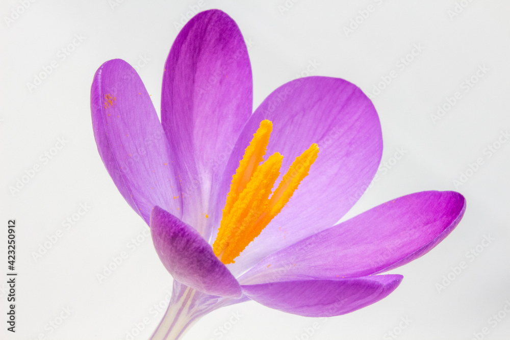 Closeup image of a Crocus tommasinianus against a white background