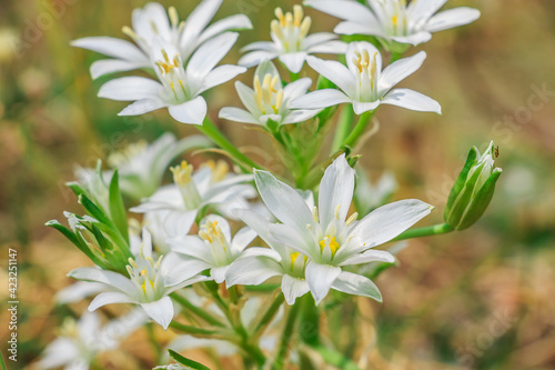 several open and closed white flowers from the umbel milchstern. Plant with several flowers in a meadow. Flower in spring. Genus of the milky stars  Ornithogalum  within the asparagus family