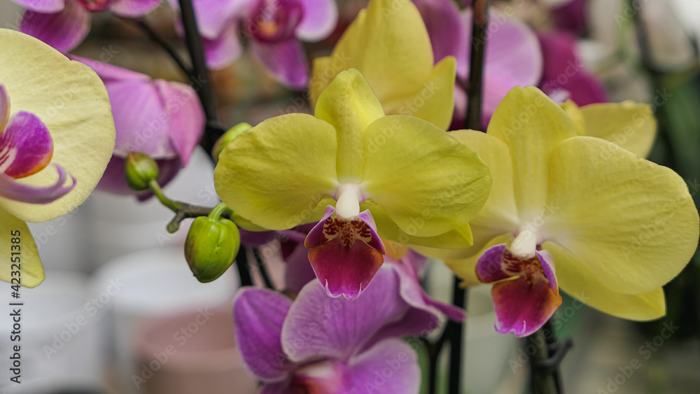 Beautiful phalaenopsis orchids in the greenhouse Beautiful phalaenopsis orchids in the greenhouse