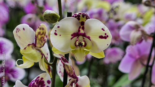 Beautiful phalaenopsis orchids in the greenhouse photo