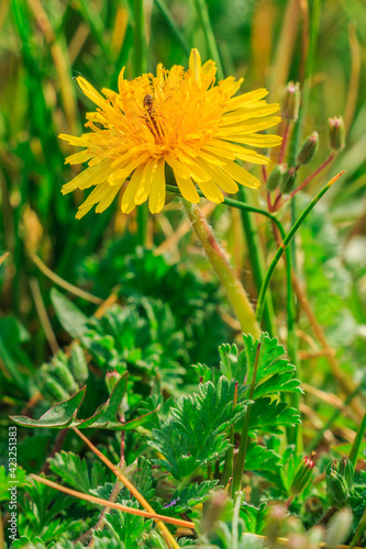 Meadow in spring sunshine with flower. Single yellow blossom of the common dandelion  Taraxacum  in sunshine. Insect ant crawls in the petals. Composites with green grasses