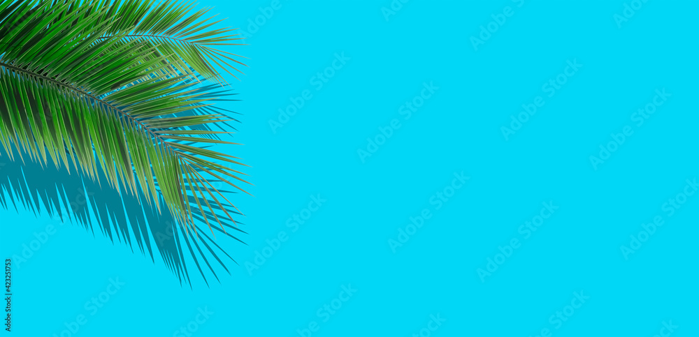 Palm leaves background. Tropical palm leaves on an empty colored background. Summer, tropics, sun, vacation concept